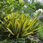 Yucca Filamentosa Bright Edge