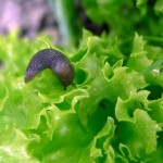 LES PHASMARHABDITIS, un traitement naturel contre limaces et escargots !