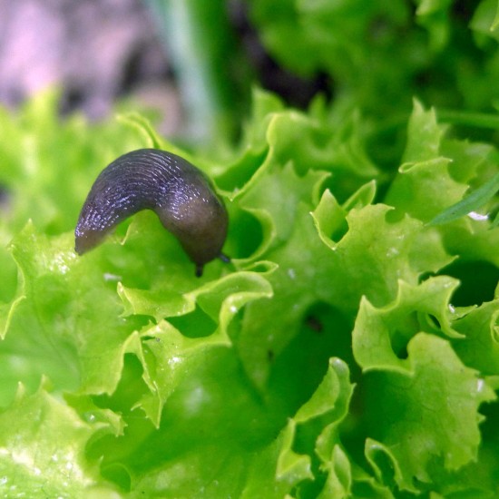 LES PHASMARHABDITIS, un traitement naturel contre limaces et escargots !