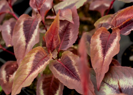 Le Persicaria microcephala Red Dragon booste votre jardin !