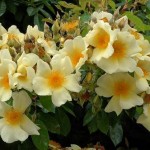 Le généreux rosier Mermaid garde son feuillage en hiver !