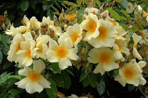 Le généreux rosier Mermaid garde son feuillage en hiver !