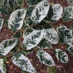 L’Orme de Sibérie, l&rsquo;arbre de l&rsquo;ombre !