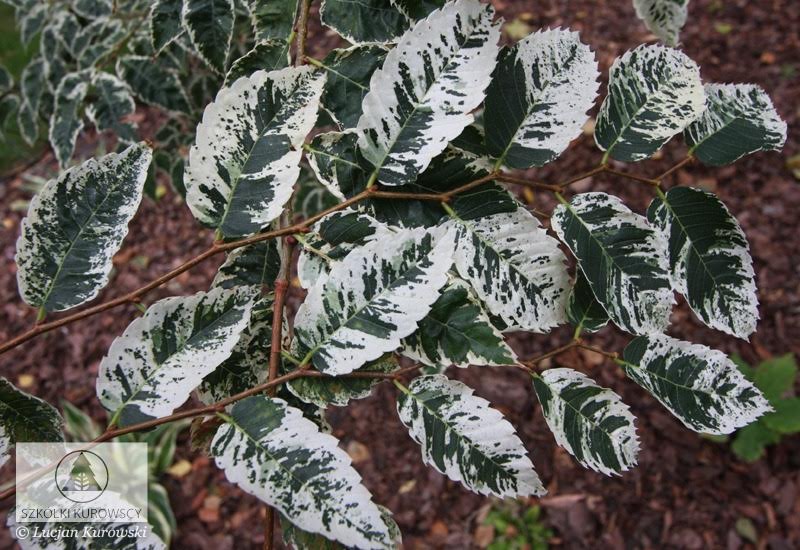 L’Orme de Sibérie, l'arbre de l'ombre !
