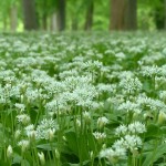 Dans la famille Ail, je demande les perpétuels !