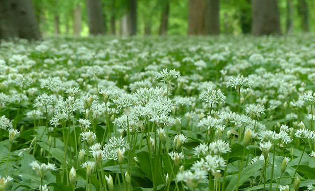 Dans la famille Ail, je demande les perpétuels !