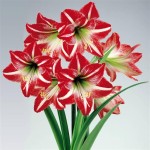 Comment activer la floraison de vos Amaryllis ?