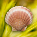 Ne jetez plus vos coquilles Saint-Jacques ! Elles sont un atout pour vos plantes !