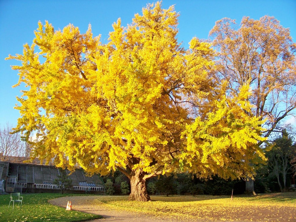 Le Ginkgo Biloba, l'arbre à l'aura d'or...