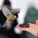 En hiver, nourrissez les oiseaux du jardin !
