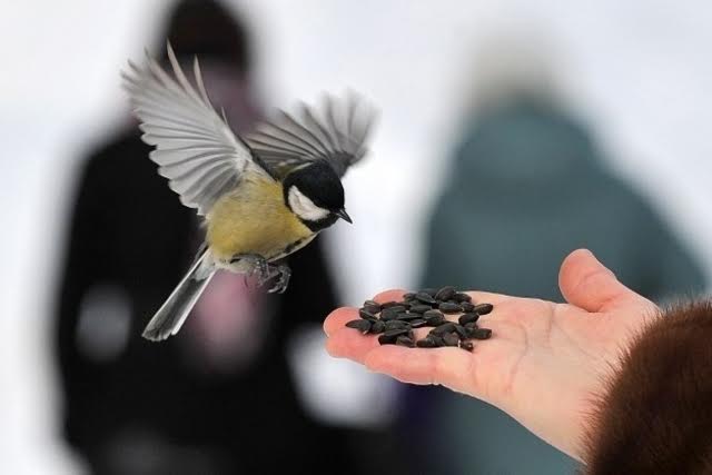 En hiver, nourrissez les oiseaux du jardin !
