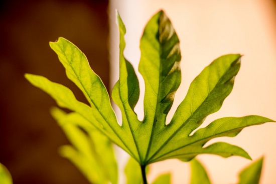 Actions Jardin - La permaculture, c'est quoi ? - Les Doigts Fleuris