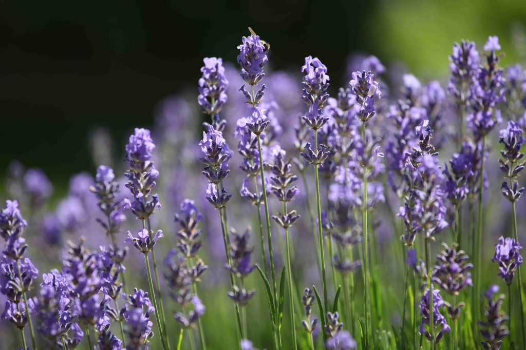 Connaître les Plantes - Lavande vraie - Les Doigts Fleuris - Le blog alternatif Jardin