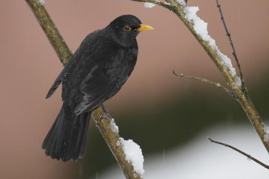 un lierre trop envahissant dans votre au jardin