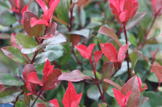 Connaître les plantes - Photinia X Fraseri Little Red Robin- Florum- Les Doigts Fleuris - Le blog alternatif Jardin