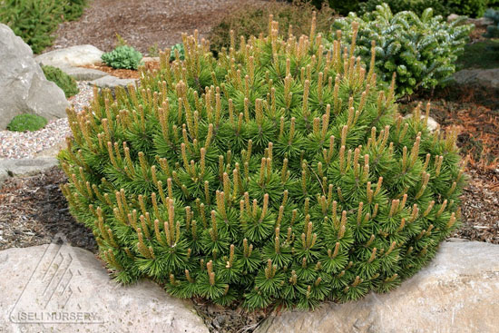 Connaître les plantes - Pinus mugo - Kigi Nursery - Les Doigts Fleuris - Le blog alternatif jardin