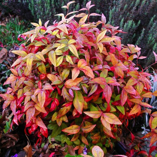 Connaître les plantes - NANDINA FIREPOWER - Les Doigts Fleuris - Le blog alternatif Jardin