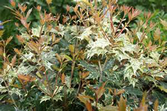 Connaître les plantes - osmanthus hétérophyllus tricolor - Les Doigts Fleuris