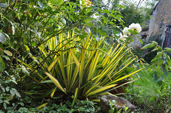 Connaître les plantes - yucca filamentosa Bright edge - lejardindesvigneaux.over-blog.fr - Les Doigts Fleuris - Le blog alternatif jardin