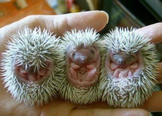 Astuces jardin - Le hérisson sort de son hibernation - Les doigts Fleuris