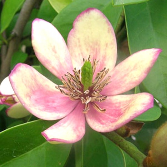 Actualité jardin - Les michelias, une découverte à partager ! - Les Doigts Fleuris