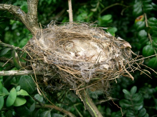Astuces jardin - la mousse pour les nids des oiseaux - Les Doigts Fleuris