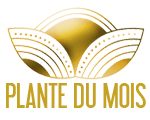 PLANTE-DU-MOIS-LES-DOIGTS-FLEURIS