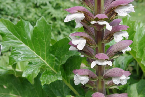 Connaître les plantes - Acanthe Mollis - Les Doigts Fleuris