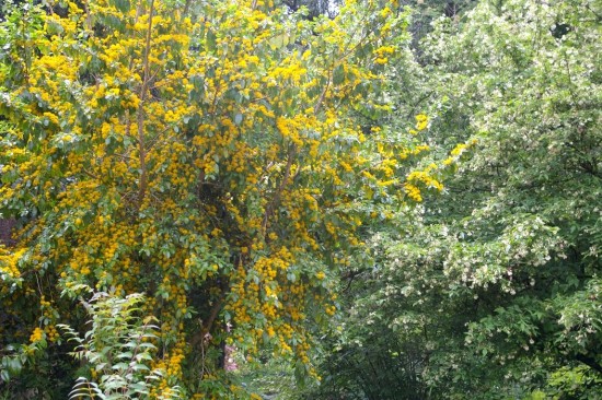 Connaître les plantes - Azara Serrata - Les Doigts Fleuris