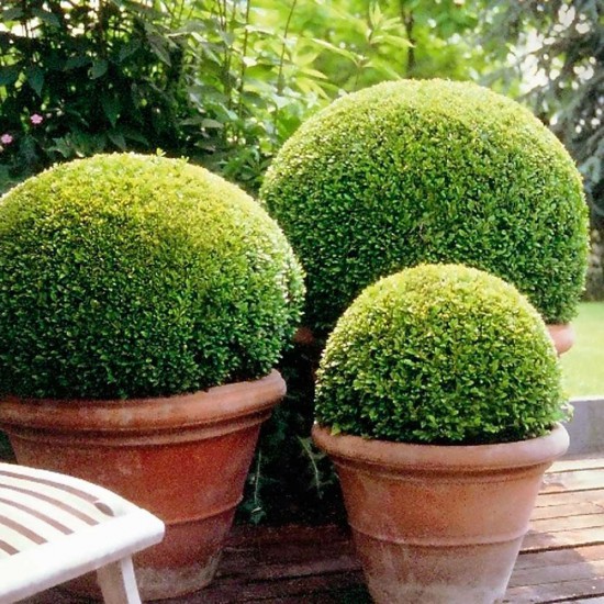connaître les plantes - Buxus Sempervirens - Les Doigts Fleuris