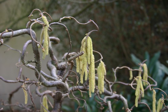 Connaître les plantes - Corylus Avellana Contorta - Les Doigts Fleuris