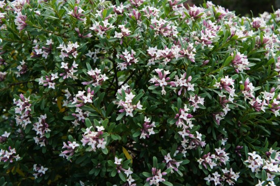 Connaître les Plantes - Daphné Transatlantica Eternal Frangance - Les Doigts Fleuris