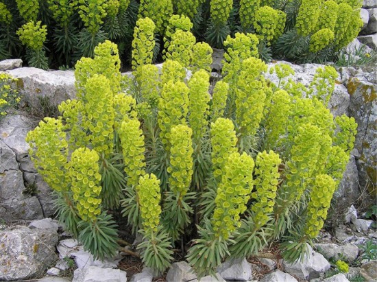 Connaître les Plantes - Euphorbia Characias Wulfenii - Les Doigts Fleuris
