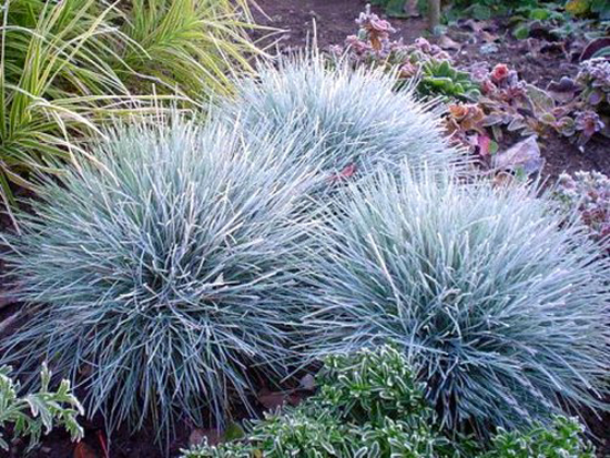 Connaître les plantes - Festuca Glauca - Les doigts fleuris