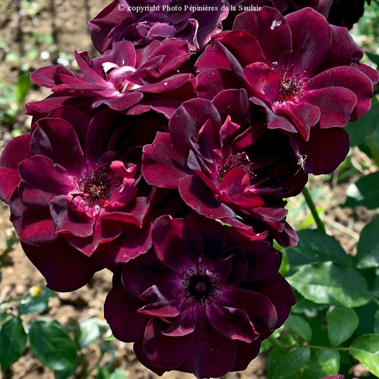Connaître les plantes - rosier Burgundy Ice - Les Doigts Fleuris