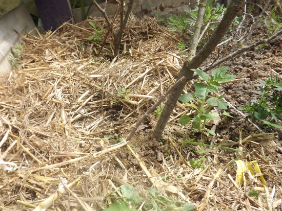 Faire son potager - Retirez les paillis avant de semer - Les Doigts Fleuris