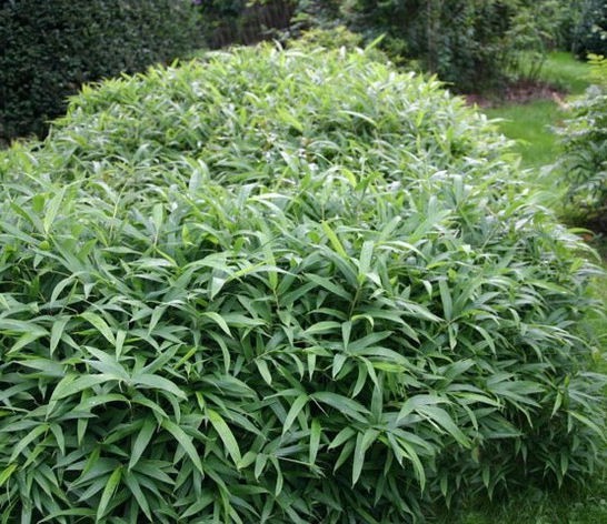 Connaître les plantes - Pleioblastus Pumilus - Les Doigts Fleuris