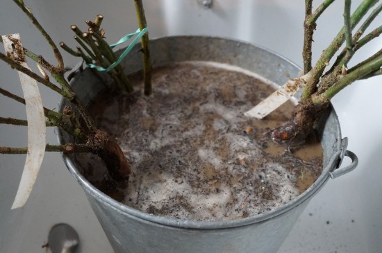 Astuce jardin en hiver - Plantez et déplacer vos plantes - Les Doigts Fleuris