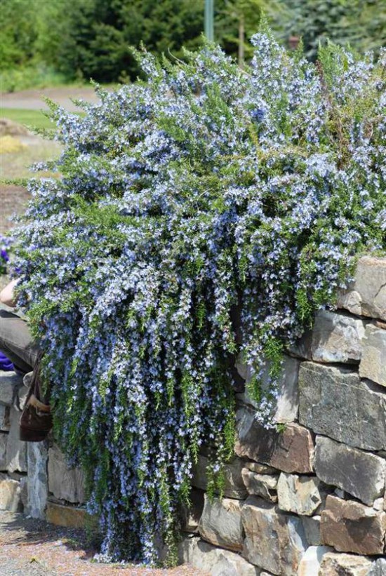 Connaître les plantes - Romarinus Officinalis Prostratus - Les Doigts Fleuris
