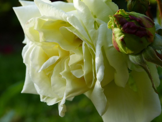 Carnet De Tendance - Roses De Couleur Verte - Les Doigts Fleuris