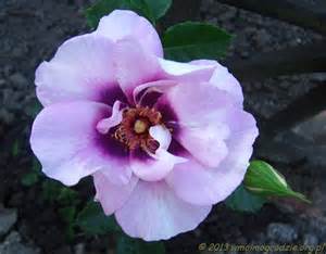 Rose Eyes For You - Les Doigts Fleuris