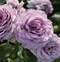 Rose Novalis - Les Doigts Fleuris
