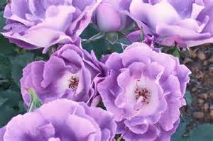 Rose Pacific Dreams - Les Doigts Fleuris