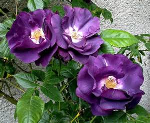 Rose Rhapsody In Blue - Les Doigts Fleuris