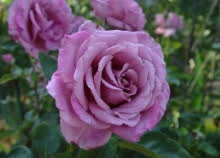 Rose Violette Parfumée - Les Doigts Fleuris