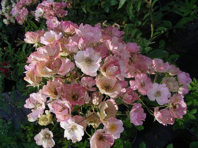 Connaître les plantes - le rosier alden biesen - les doigts fleuris