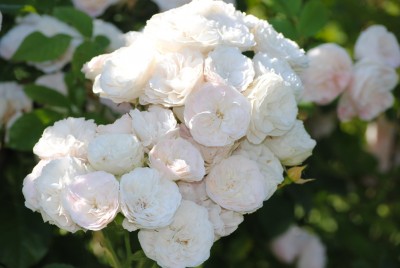 Connaître les plantes - le rosier bouquet parfait - les doigts fleuris
