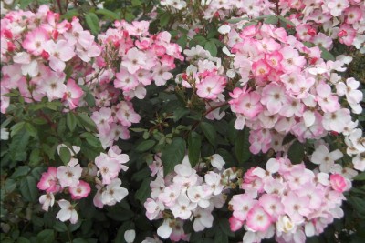 Connaître les plantes - le rosier rush - les doigts fleuris
