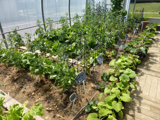 Faire son potager - à planter au mois de mars - Les Doigts Fleuris
