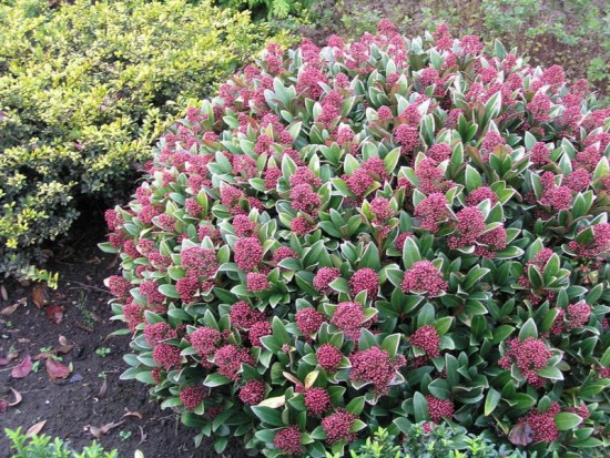 Connaître les plantes - Skimmia Japonica - Les Doigts Fleuris